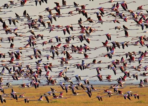 Flamencos en Doana